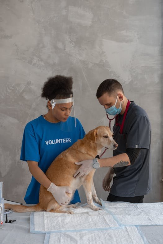 Clinique Veterinaire Saint Francois Amiens